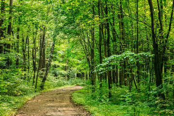 Obraz premium Beautiful Countryside Sandy Road Lane Path Way Through Summer