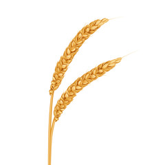 Wheat, realistic vector illustration