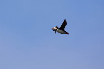 Puffin with a mouth full