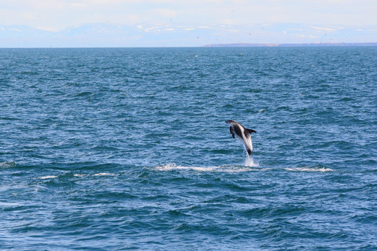 White-beaked dolphin in Icland