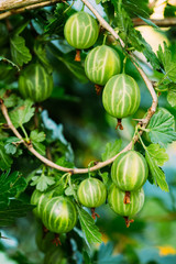 Gooseberries On A Bush In The Garden 