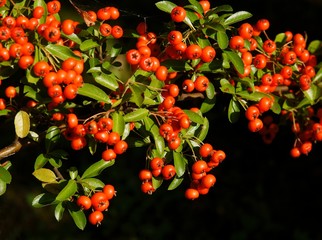 red berries of firethorn bush at autumn