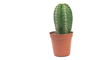 Cacti cactus plant in pot isolated on white