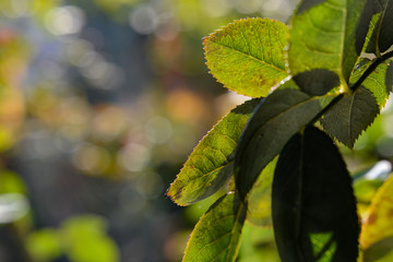Rose green leaf plant