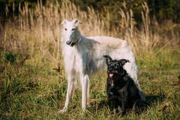 Black Mixed Breed and Hunting Dog and White Russian Borzoi, Borzoi