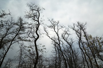 Bare tree branches