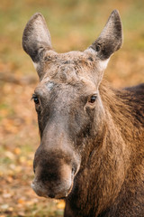 Close Up Of Head Of Wild Female Moose, Elk