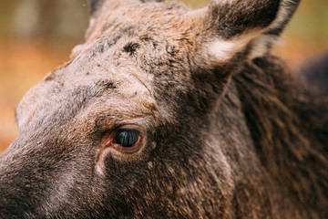 Close up of eye of wild female moose, elk