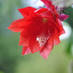 Fleur de epiphyllum hybrid , cactus orchidée