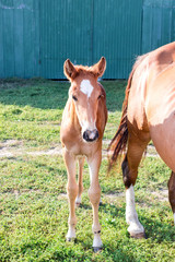 Naklejka na ściany i meble Little horse foal near mother on green grass at farm