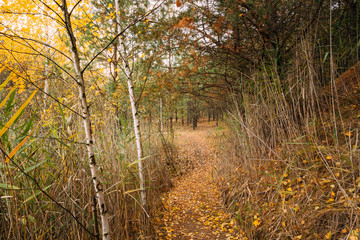 Path Way Pathway In Autumn Forest.