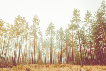 Fototapeta premium Landscape With Autumn Misty Forest. Scenic View