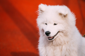 Young White Samoyed Dog Puppy On Red Wall Background
