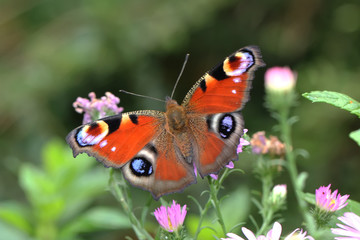 Obraz premium paon du jour