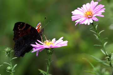 papillon paon du jour 