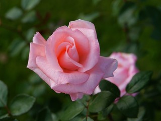 pretty pink rose