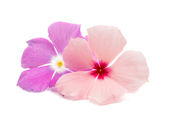 Fototapeta na wymiar Beautiful pink vinca flowers (madagascar periwinkle)