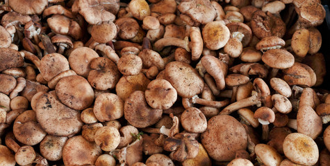 Mushrooms at a stand in the Rialto market, Venice, Italy