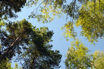 tree in the sky