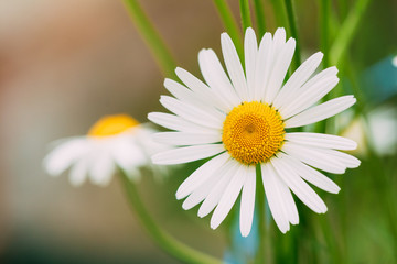 Fototapeta premium Close View Of Blooming Garden Decorative Flowers, White Chamomile