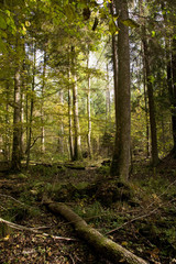 Autumnal landscape of deciduous stand in sunset