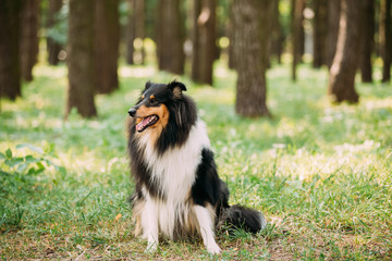 Fototapeta na wymiar Staring To Camera Tricolor Scottish Rough Long-Haired Collie Lassie