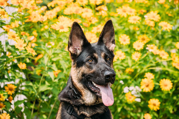 Portrait Of Staring Purebred German Shepherd Adult Dog, Alsatian Wolf Dog