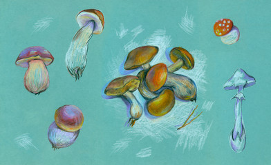 Drawing with colored pencils. Set mushrooms on blue paper.