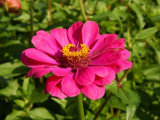 purple zinnia flower close up