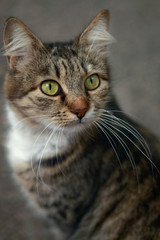 cute striped cat