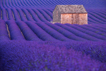 Naklejka premium Kamienna buda na lawendowym polu w Provence