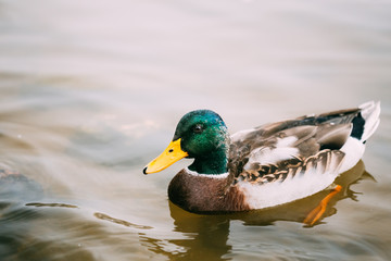 Obraz premium Wild duck swimming in river.