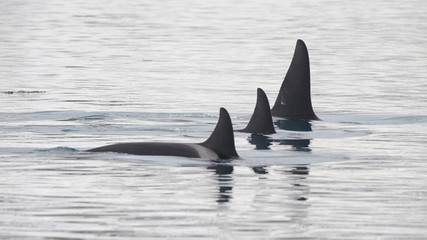 Fototapeta premium Pod of Orcas, Iceland