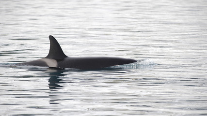 Fototapeta premium Orca, Iceland