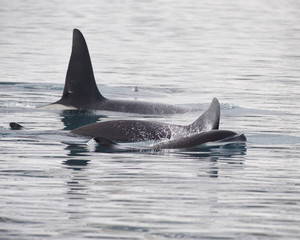 Naklejka premium Pod of Orcas, Iceland