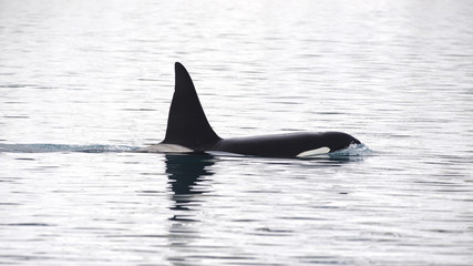 Orca, Iceland