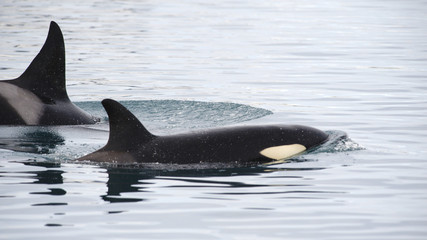 Fototapeta premium Pod of Orcas, Iceland