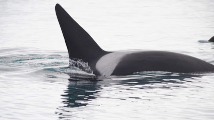 Orca, Iceland