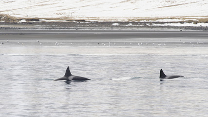 Fototapeta premium Pod of Orcas, Iceland