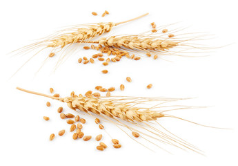 Ears of wheat isolated on white background - obrazy, fototapety, plakaty