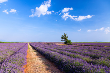 Lavender field  near Valensole.France