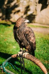 Sitting Golden Eagle Haliaeetus albicilla. Wild bird