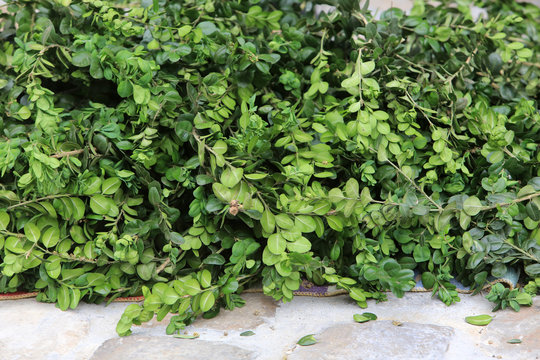 Vente de buis. Dimanche des Rameaux. Semaine Sainte. / Boxwood sales. Palm Sunday. Holy Week.