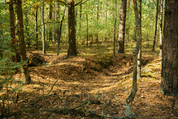 Old World War Trenches In Forest Since Second World War, Belarus