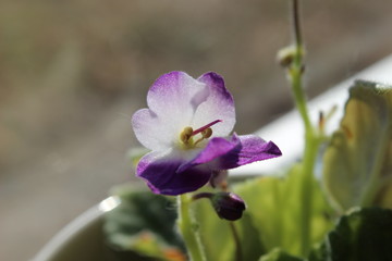 Fototapeta na wymiar Viola odorata blooming in spring close-up, in a flowerpot.