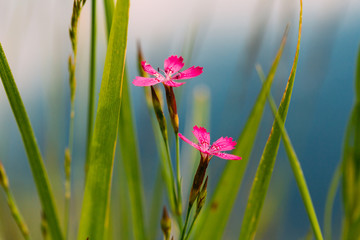 Blooming In Green Grass Wildflowers Meadow Carnations, Dianthus 