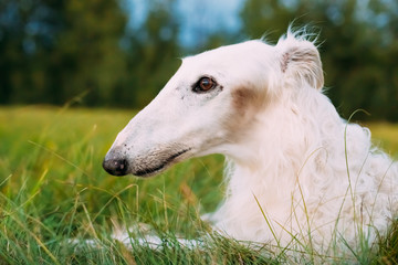 Fototapeta na wymiar White Gazehound Hunting Dog Sit Outdoor In Summer Meadow Green Grass