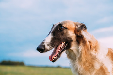 Close Up Russian Dog, Borzoi in Summer Meadow Or Field At Evening