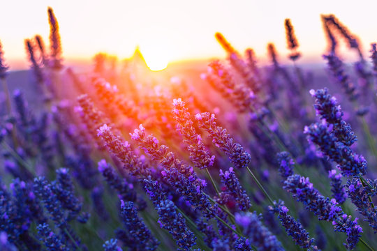 Sunset over a violet lavender field in Provence