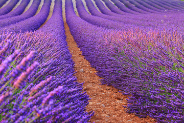 Obraz na płótnie Canvas Lavender rows